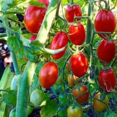 Tomato - cremă de caracatiță f1 prezintă arbore de roșii, caracteristică și fotografie