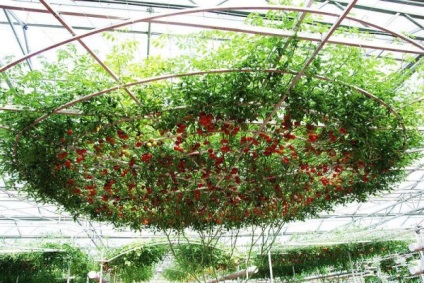 Tomato - cremă de caracatiță f1 prezintă arbore de roșii, caracteristică și fotografie