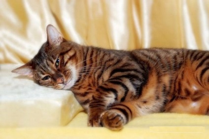 Toiger macska (10 fotó)