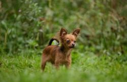 Toy Terrier - mini câine - că prețul de terrier 12 000 freca cumpara un catelus la Moscova