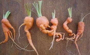 Îngrășăminte pentru morcovi