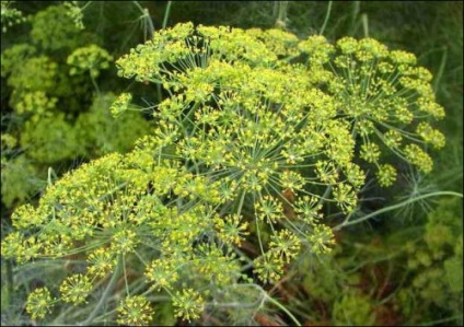 Marar - trucuri de legume