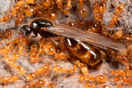 A hangyák megsemmisítése, a harc létezésének módjai
