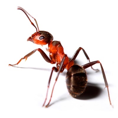 Distrugerea furnicilor ce fel de luptă există