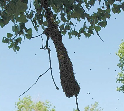 Managementul albinelor de topire, beefarm