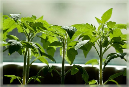 Metoda accelerată de creștere a plantelor