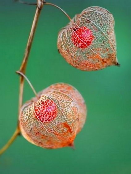 O familie magnifică de Solanaceae