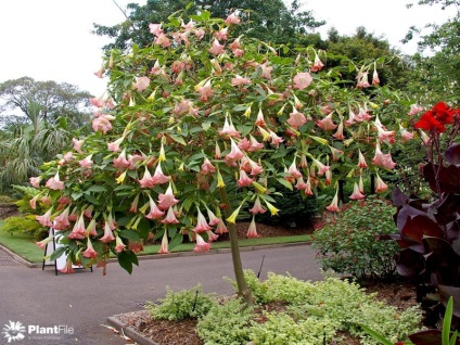 A csodálatos Solanaceae családja