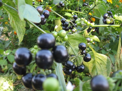 O familie magnifică de Solanaceae