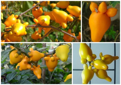 O familie magnifică de Solanaceae