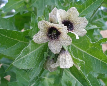 O familie magnifică de Solanaceae