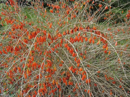 O familie magnifică de Solanaceae