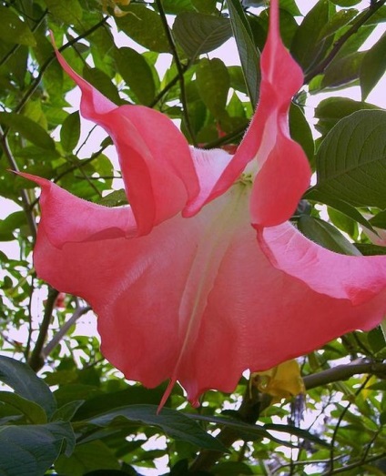 O familie magnifică de Solanaceae