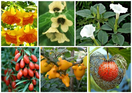 O familie magnifică de Solanaceae