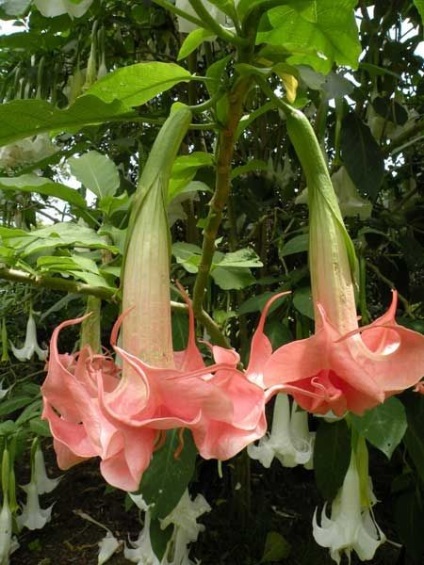 O familie magnifică de Solanaceae