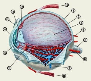 Falling out din globul ocular (proptoza)