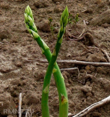 Cultivarea Asparagus caracteristici de plantare, îngrijire și utilizare