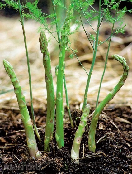 Cultivarea Asparagus caracteristici de plantare, îngrijire și utilizare