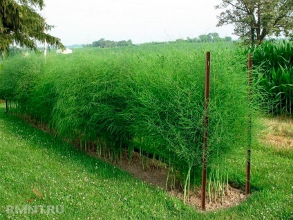 Cultivarea Asparagus caracteristici de plantare, îngrijire și utilizare