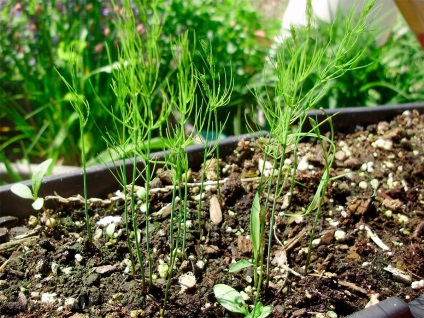 Cultivarea Asparagus caracteristici de plantare, îngrijire și utilizare