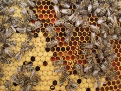A királynő méhek kibocsátása, visszavonási rendszer, időzítés, naptár, videó
