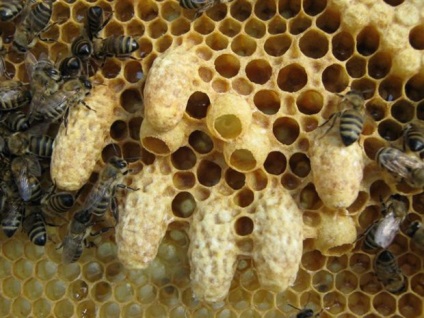 A királynő méhek kibocsátása, visszavonási rendszer, időzítés, naptár, videó