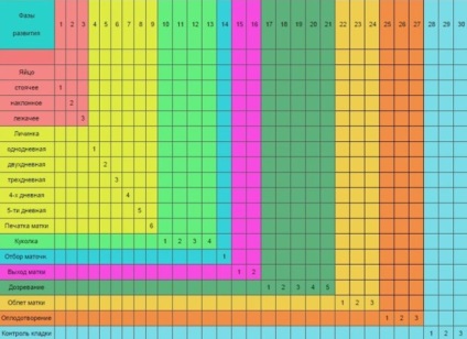 Rezultatul reginei albine, sistemul de retragere, calendarul, calendarul, video