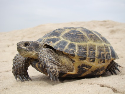 Atenție broasca țestoasă, adăpost pentru animale neglijate
