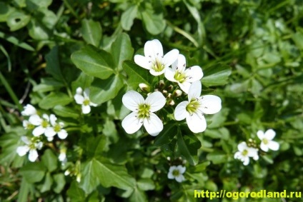 Nasturel (medicină zheruha)