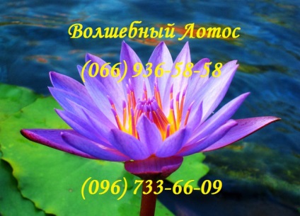 Magic lotus cumpăra o vânzare, prețul de la Kiev