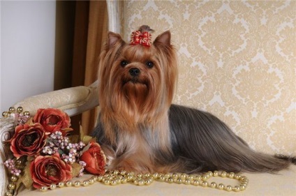 Yorkshire Terrier Educație