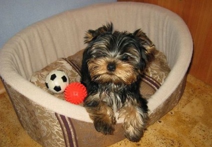 Yorkshire Terrier Educație