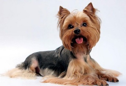 Yorkshire Terrier Educație