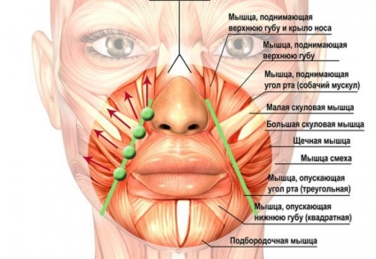 A temporomandibularis zóna helyreállítása segít megszabadulni a nasolabális ráncoktól