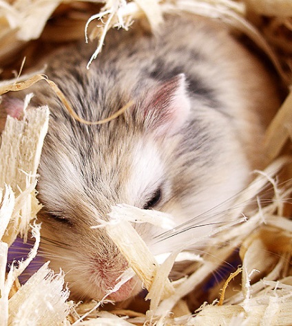 Hamsterii intră în hibernare?