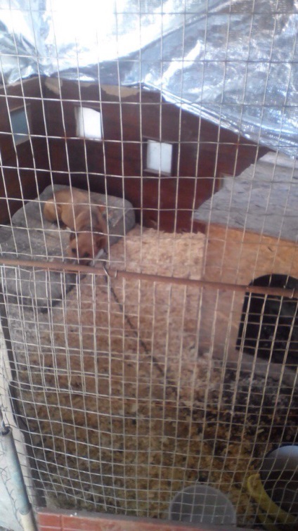 В Севастопол, кучето изчезна напълно в приют за преекспониране
