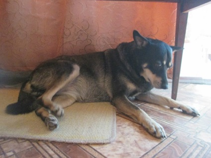 În Sevastopol, câinii dispăreau în adăpost pentru supraexpunere
