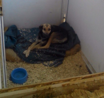 В Севастопол, кучето изчезна напълно в приют за преекспониране