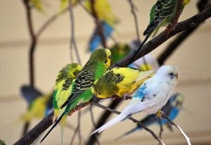 Caracteristici de papagali ondulari, papagalii ondulari, animale de companie