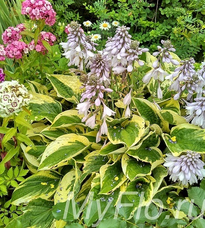 Hosta - plantare, îngrijire, cultivare