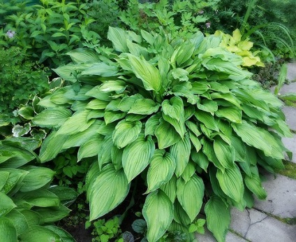 Hosta - plantare, îngrijire, cultivare