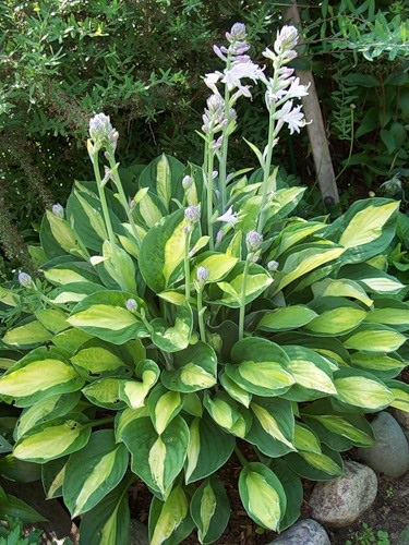 Hosta - plantare, îngrijire, cultivare