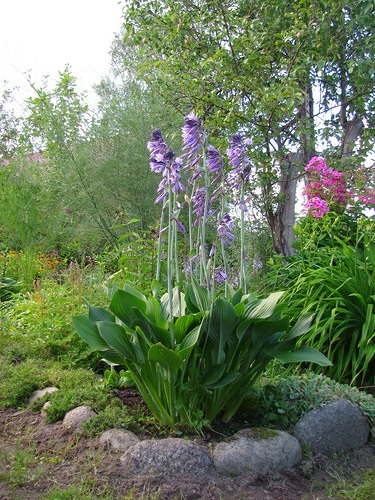 Hosta - plantare, îngrijire, cultivare