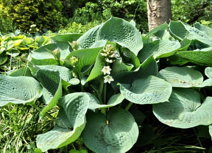 Hosta - plantare, îngrijire, cultivare