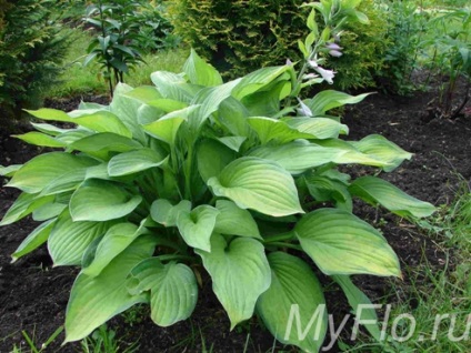 Hosta - plantare, îngrijire, cultivare