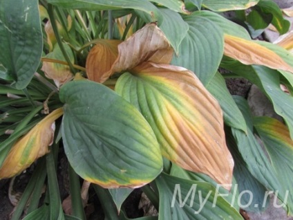 Hosta - plantare, îngrijire, cultivare