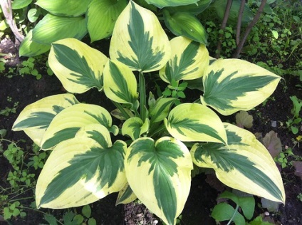 Hosta - plantare, îngrijire, cultivare