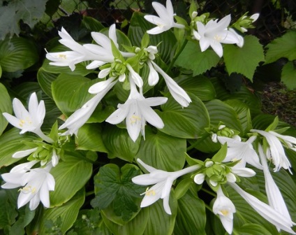 Hosta - plantare, îngrijire, cultivare