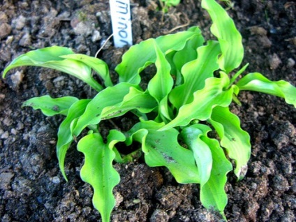 Hosta - plantare, îngrijire, cultivare