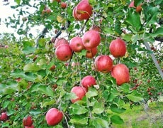 Apple în folclor - articole florale